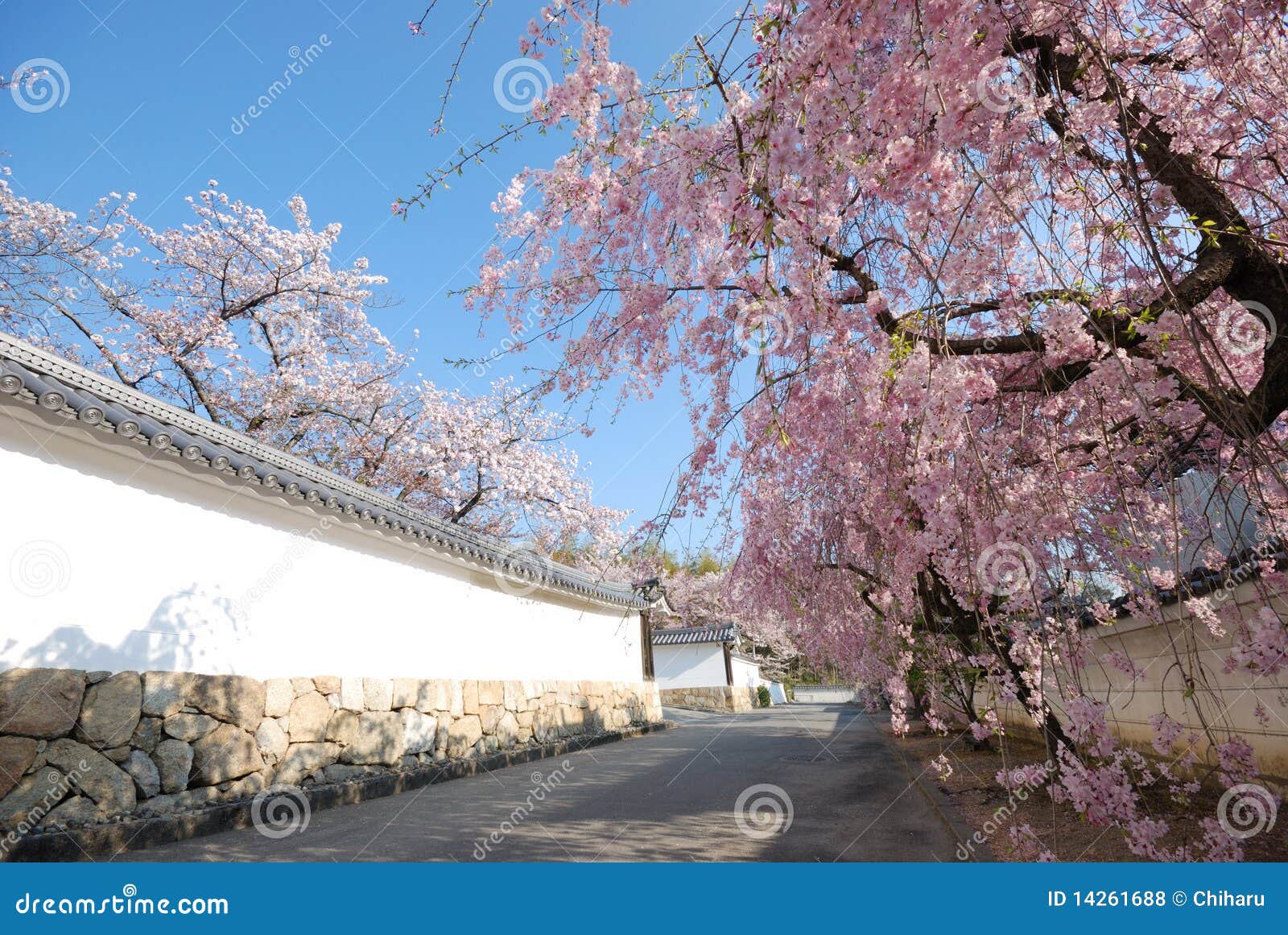 Cherry Blossoms and White Wall of Temple in Kyoto Stock Photo Image