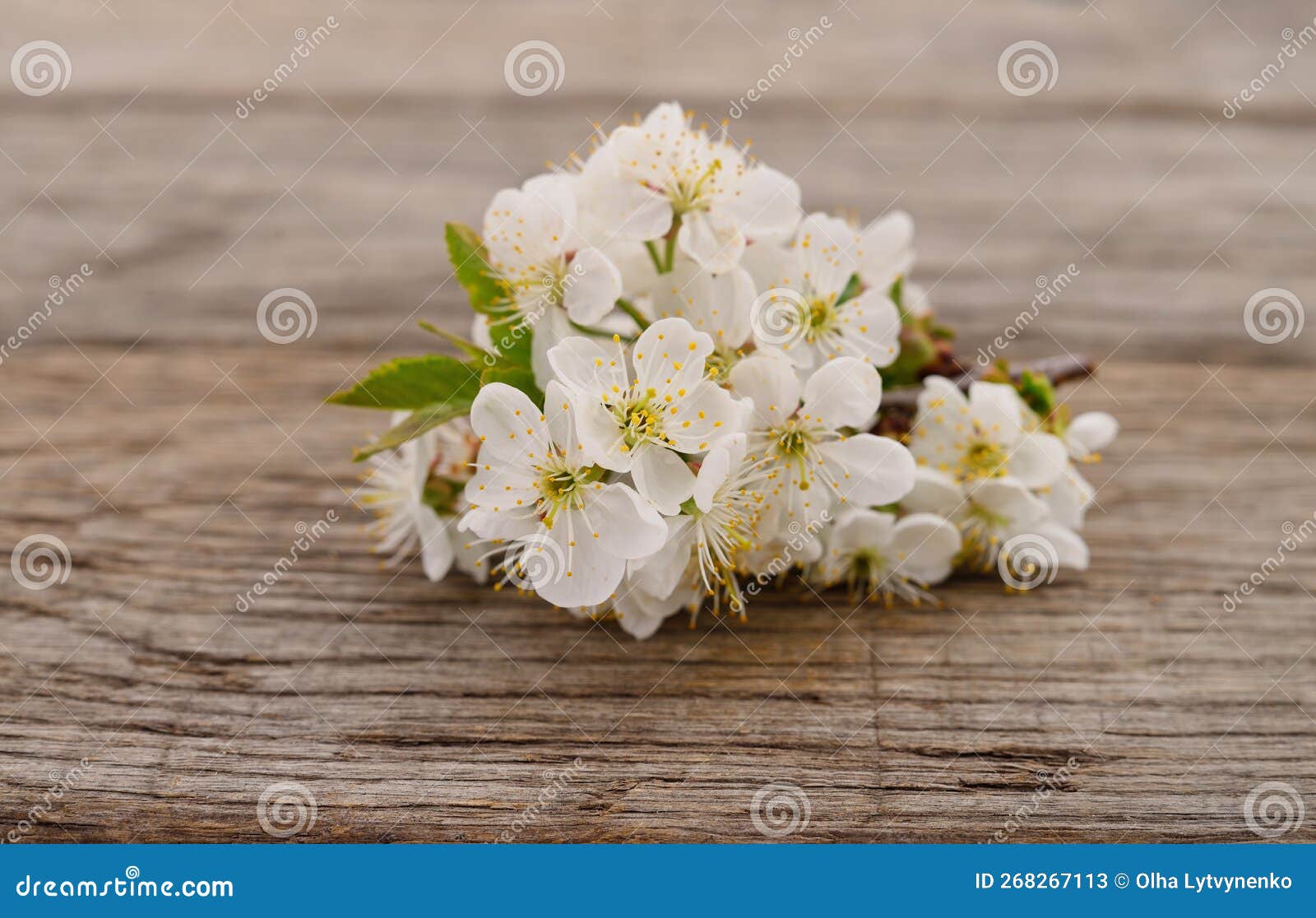 Cherry blossoms on a wood stock image. Image of blossom 268267113