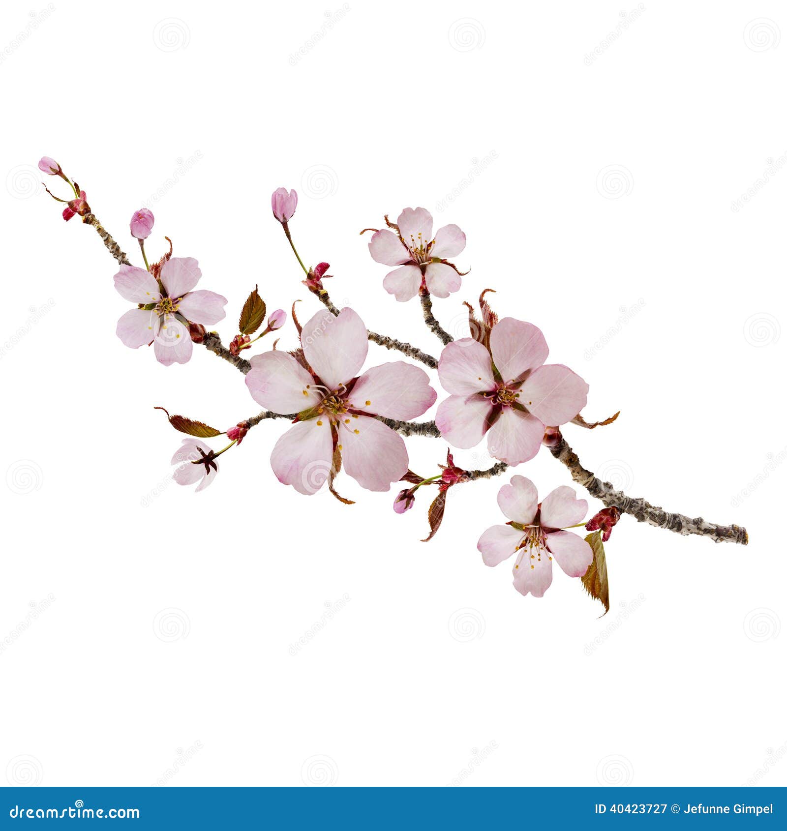 Cherry Branch stock image. Image of detail, bright, gentle 40423727