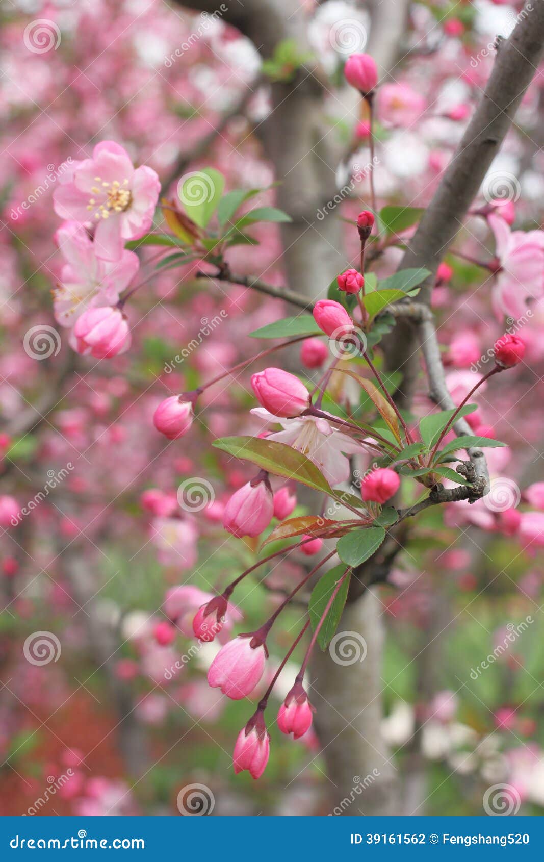 Cherry bud stock photo. Image of surrounded, detail, light 39161562