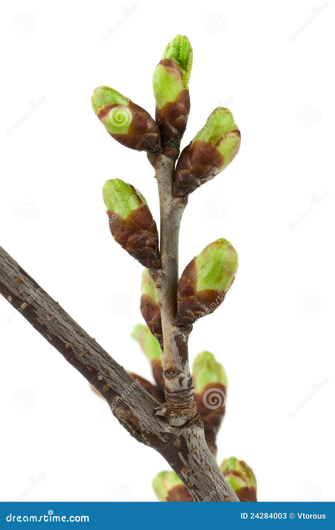Cherry buds stock image. Image of nature, branch, beauty 24284003