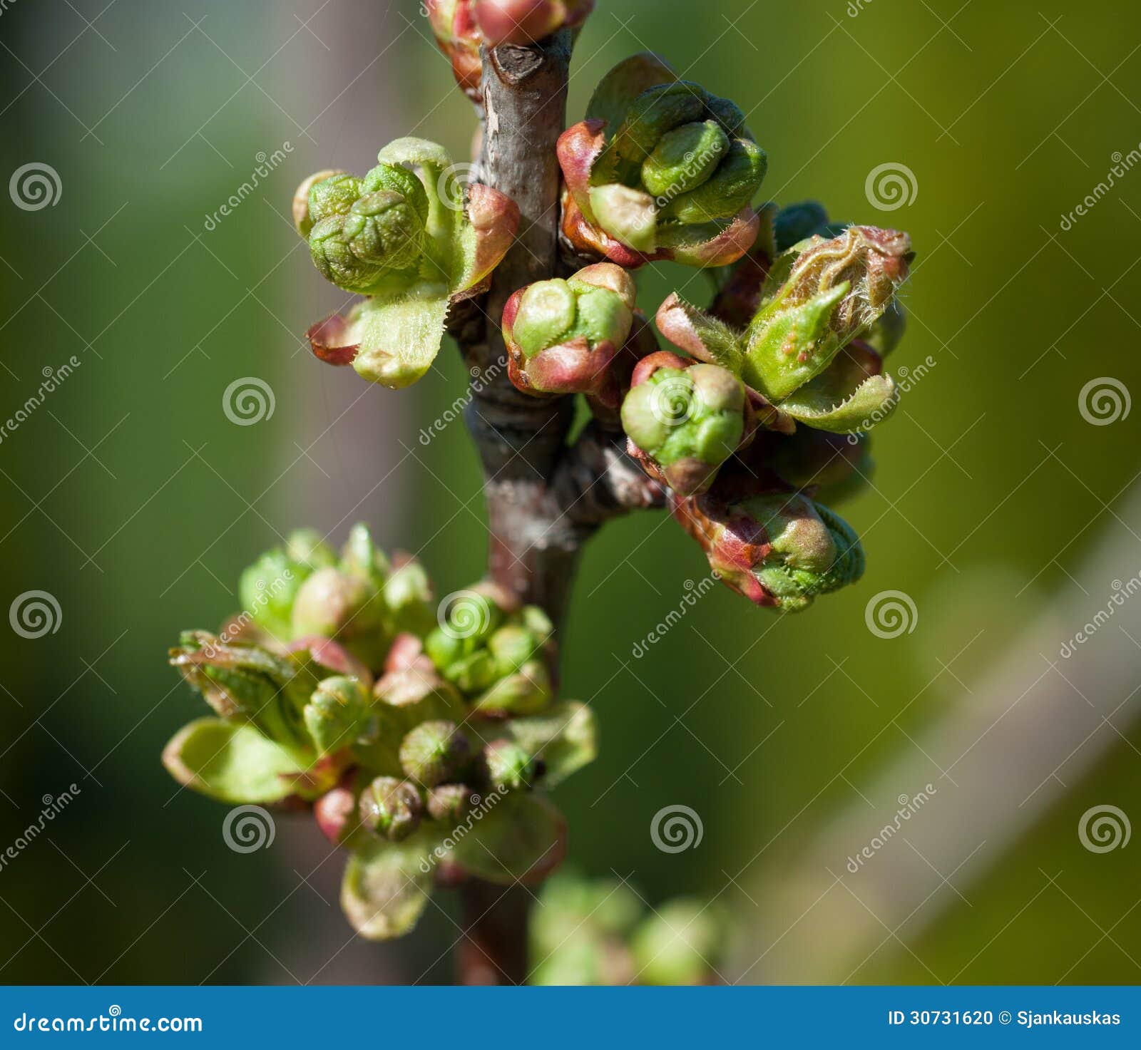Cherry buds macro stock photo. Image of twig, leaf, season 30731620