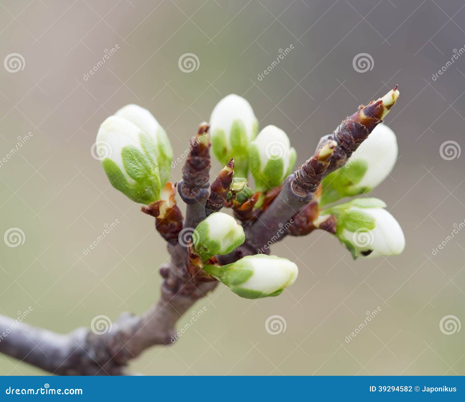 Cherry buds in spring stock photo. Image of floral, garden 39294582