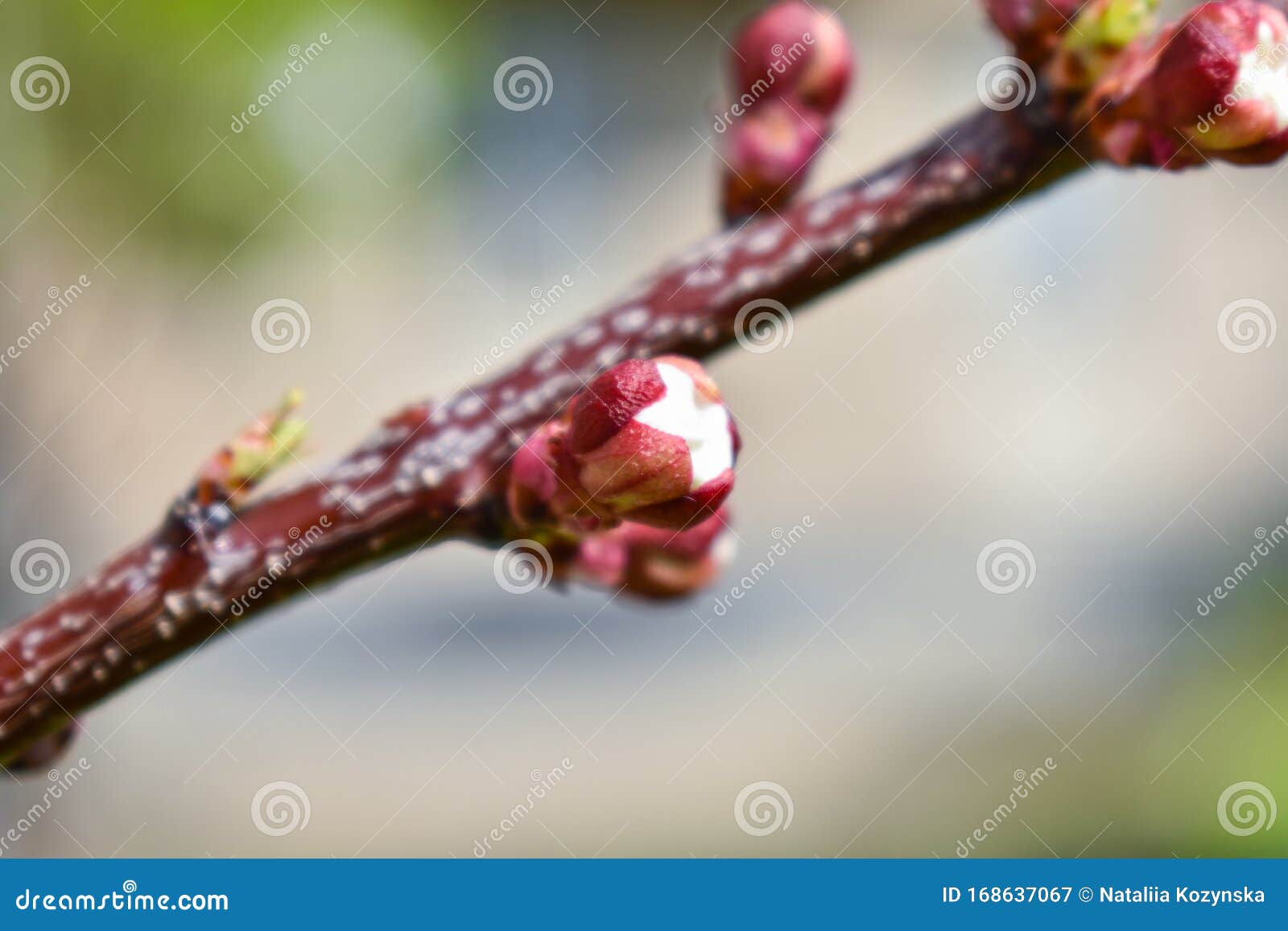 Cherry Buds. Cherry Buds on a Tree Branch on a Blurred Background