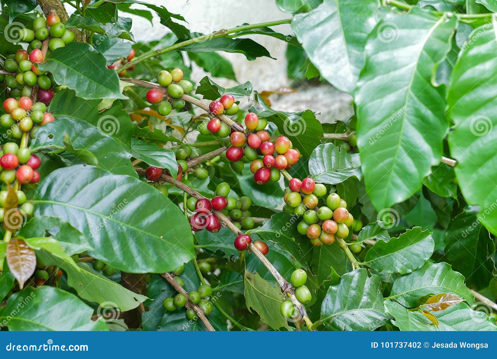 Cherry Coffee Beans on the Branch of Coffee Plant before Harvesting Stock Photo Image of