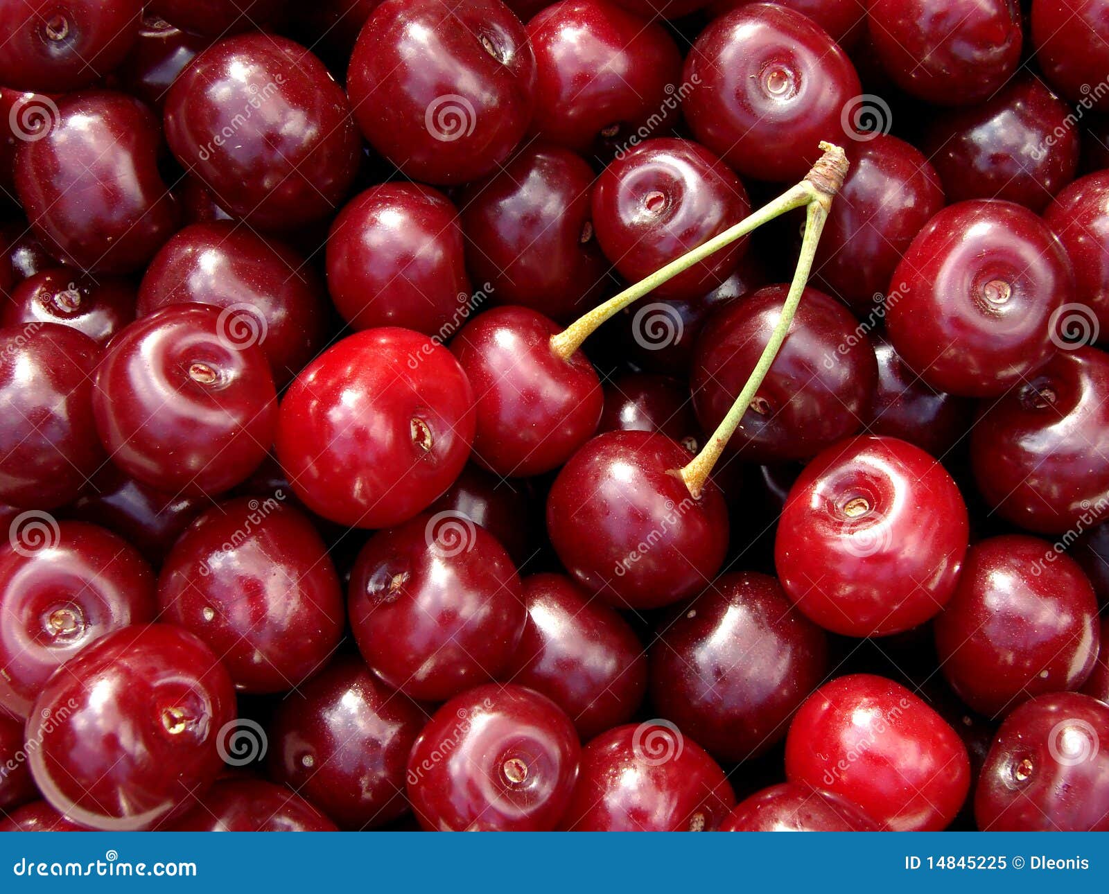 Cherry crop stock image. Image of vibrant, fruits, crop 14845225
