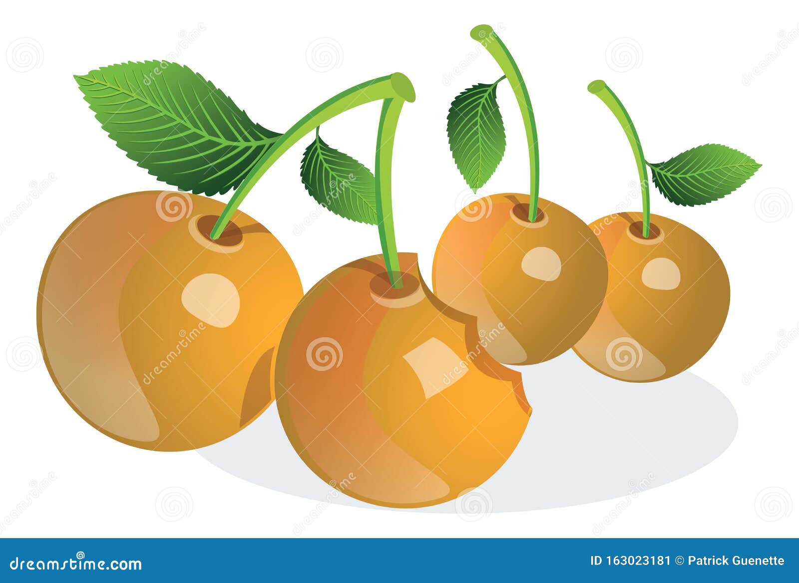 Cherry eller Prunus sp illustration. Cherry eller Prunus sp , illustration av fruktkött, orange, hel och biten, vektor