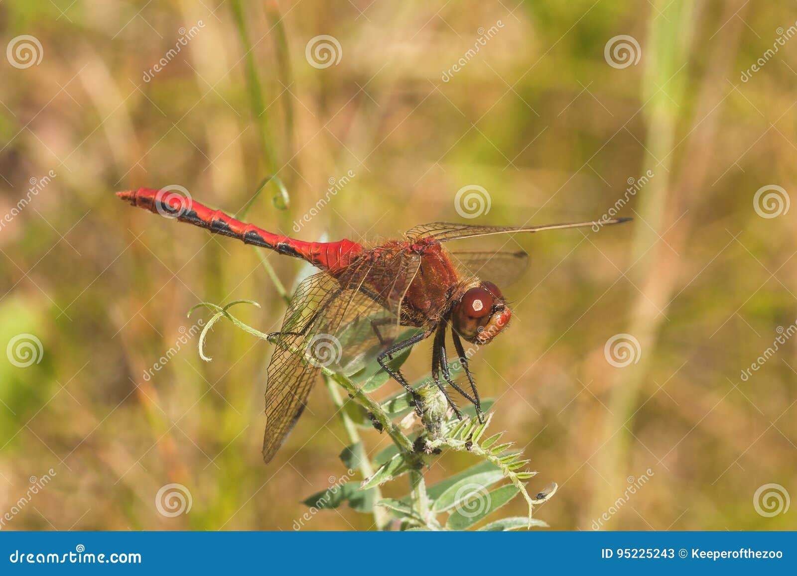 cherry-faced meadowhawk dragonfly