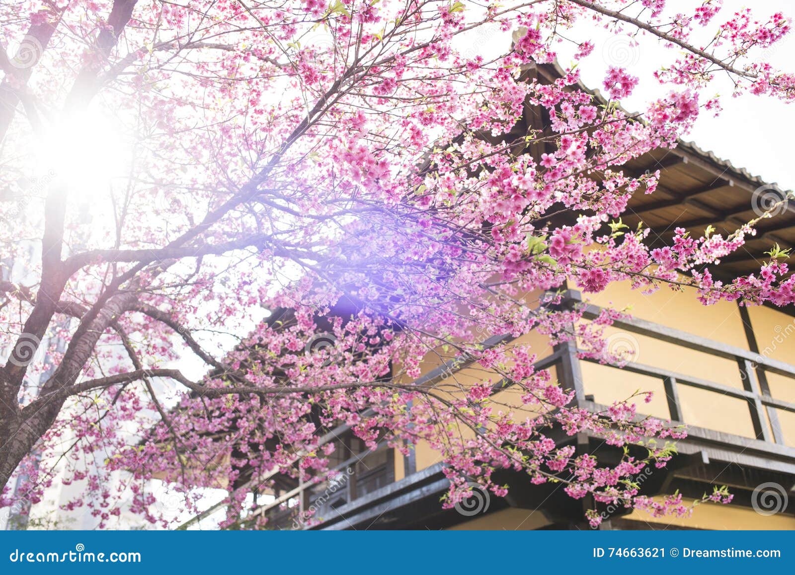 Cherry Flower stock image. Image of brazil, blossom, balcony - 74663621