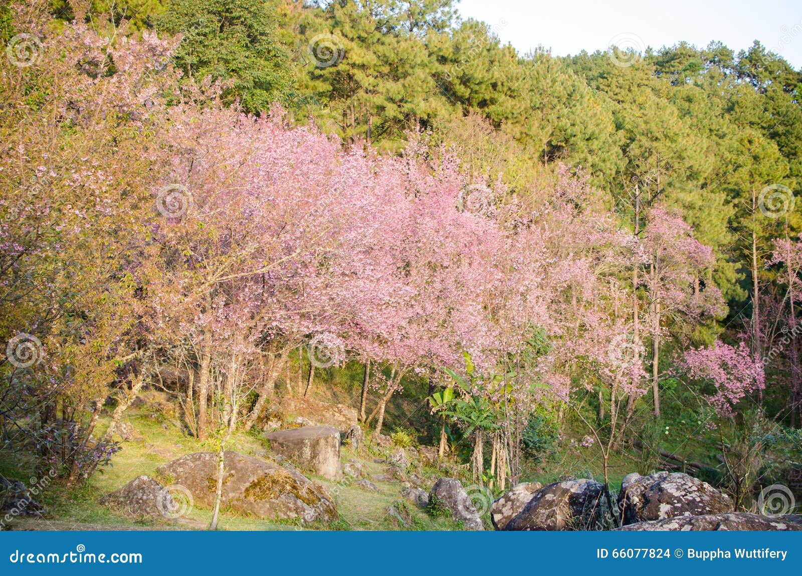 Cherry flower stock photo. Image of bloom, natural, season - 66077824