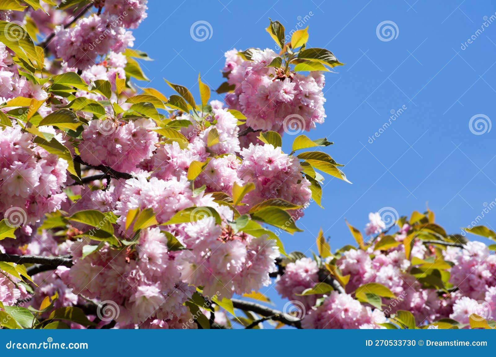 Cherry flowers stock photo. Image of floral, blossom 270533730