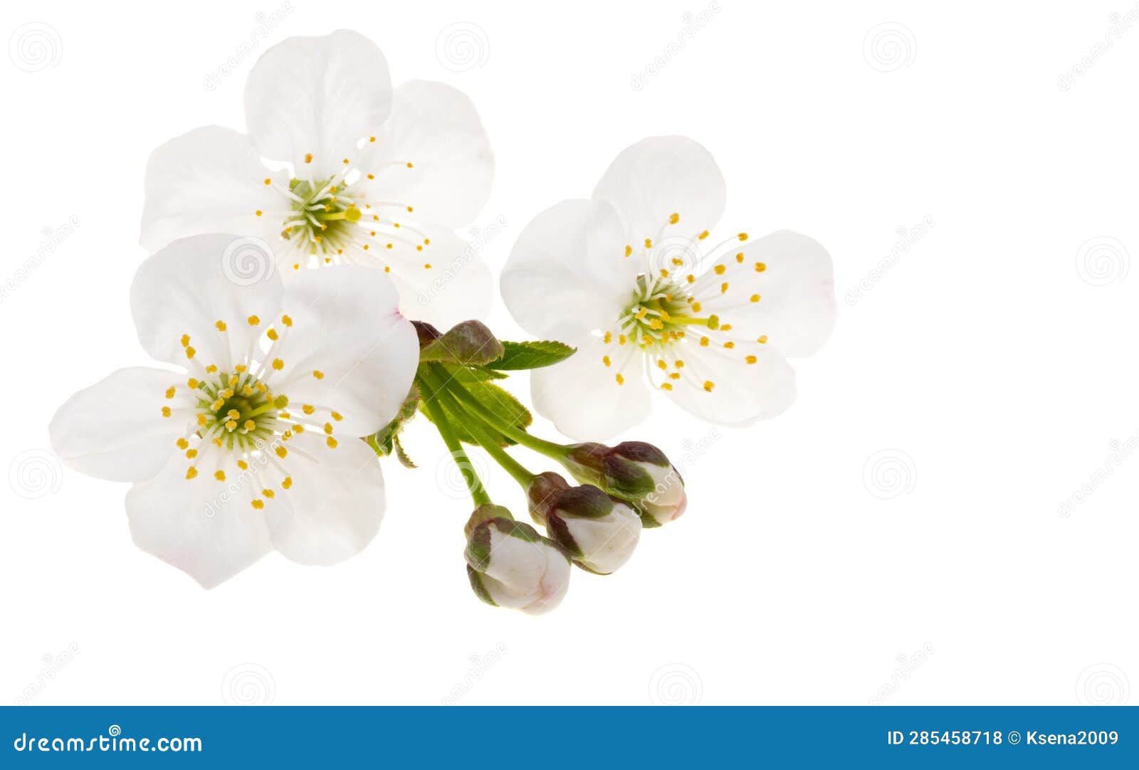 Cherry flowers isolated stock photo. Image of white 285458718