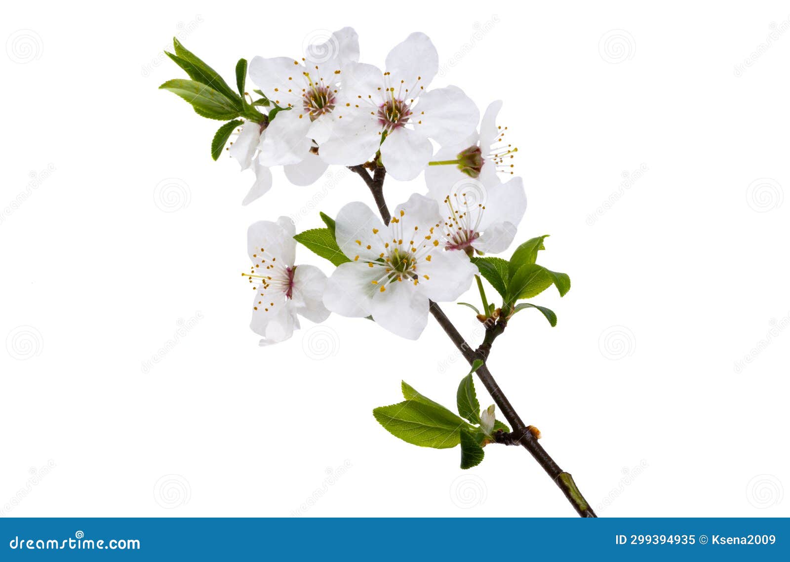 Cherry flowers isolated stock image. Image of pink, isolated 299394935