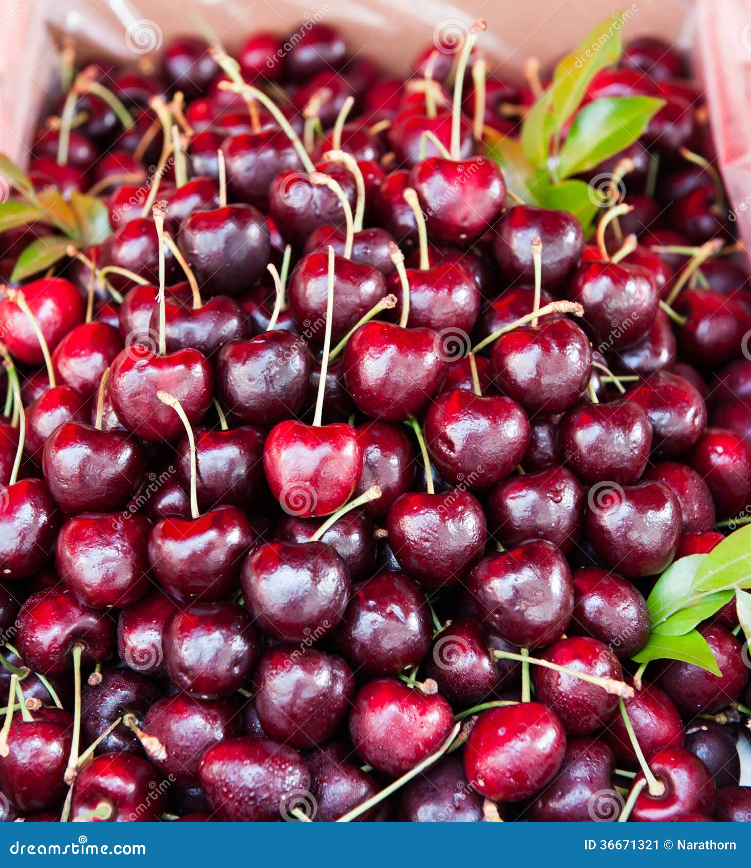 Cherry fruit stock image. Image of bunch, healthy, organic 36671321