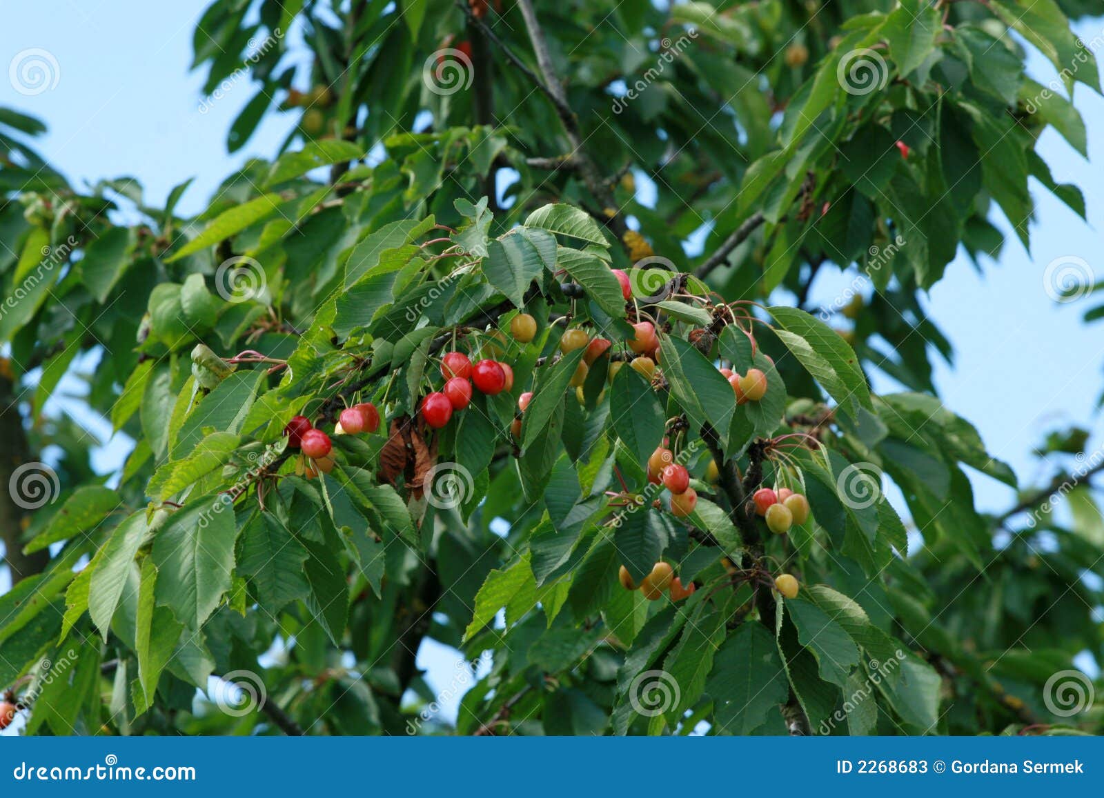 Cherry Fruit Picking From Graden Ready To Eat On Asian Woman Hand