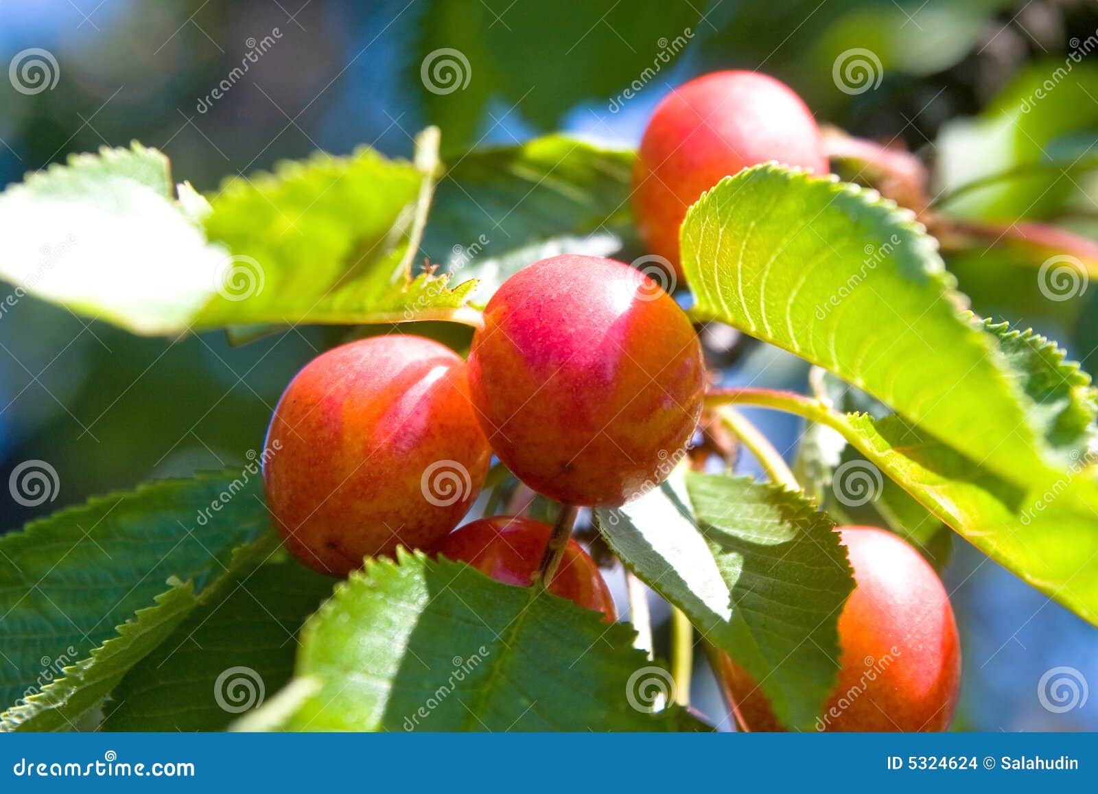 Cherry fruit tree stock photo. Image of health, leaves 5324624