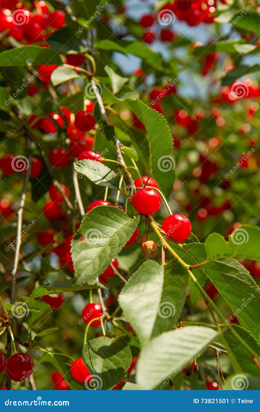 Cherry fruits stock image. Image of fruit, summer, sweet 73821501
