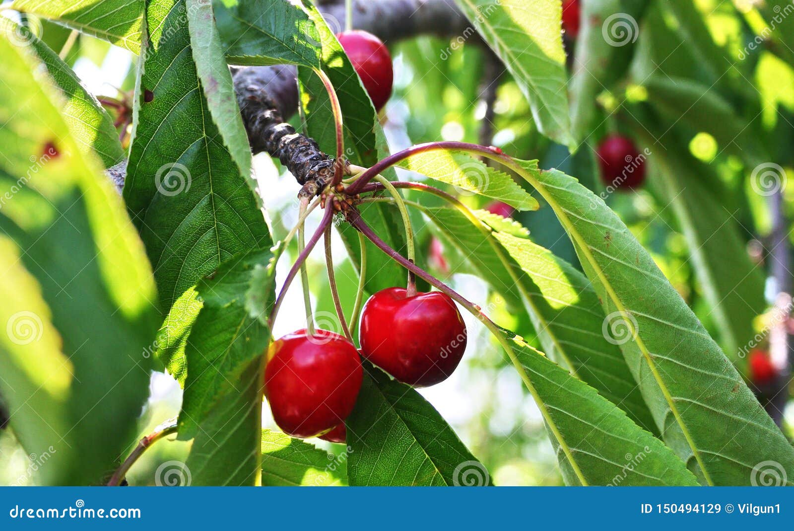 Cherry Fruits Grow on the Tree Stock Image Image of ripe, nature