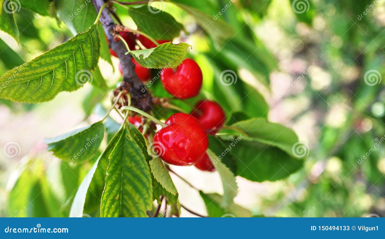 Cherry Fruits Grow on the Tree Stock Image Image of farm, plant