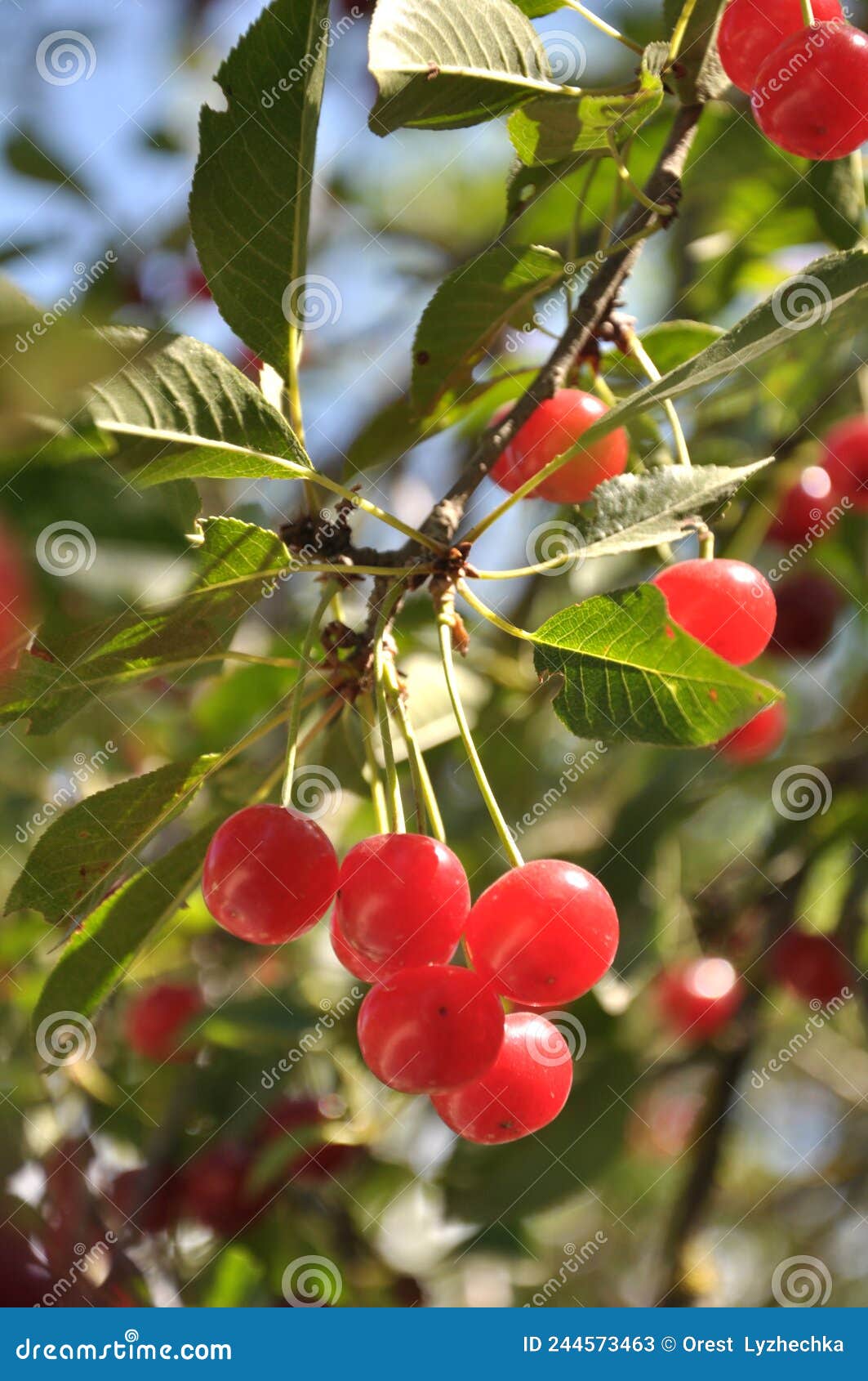 Cherry Fruits Ripen on a Tree Branch Stock Image Image of juice, growth 244573463