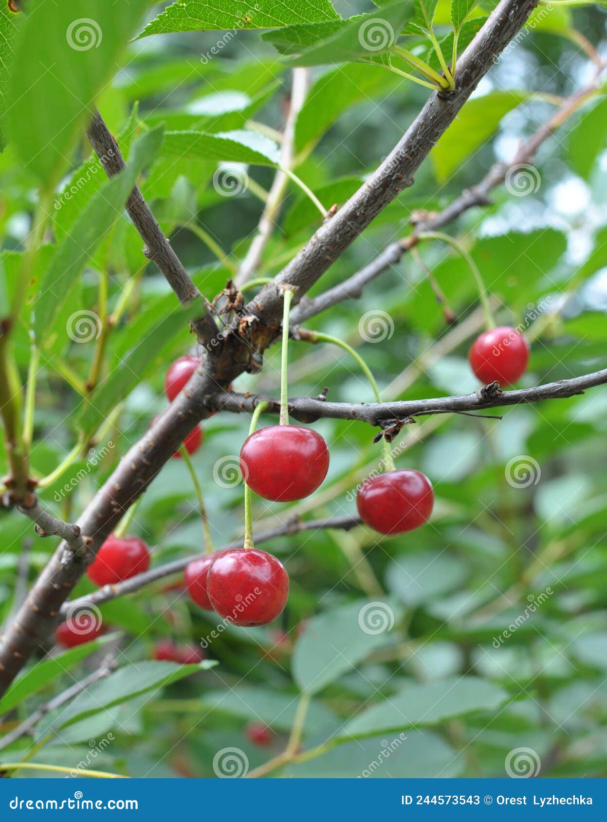 Cherry Fruits Ripen on a Tree Branch Stock Image Image of agriculture, cherries 244573543