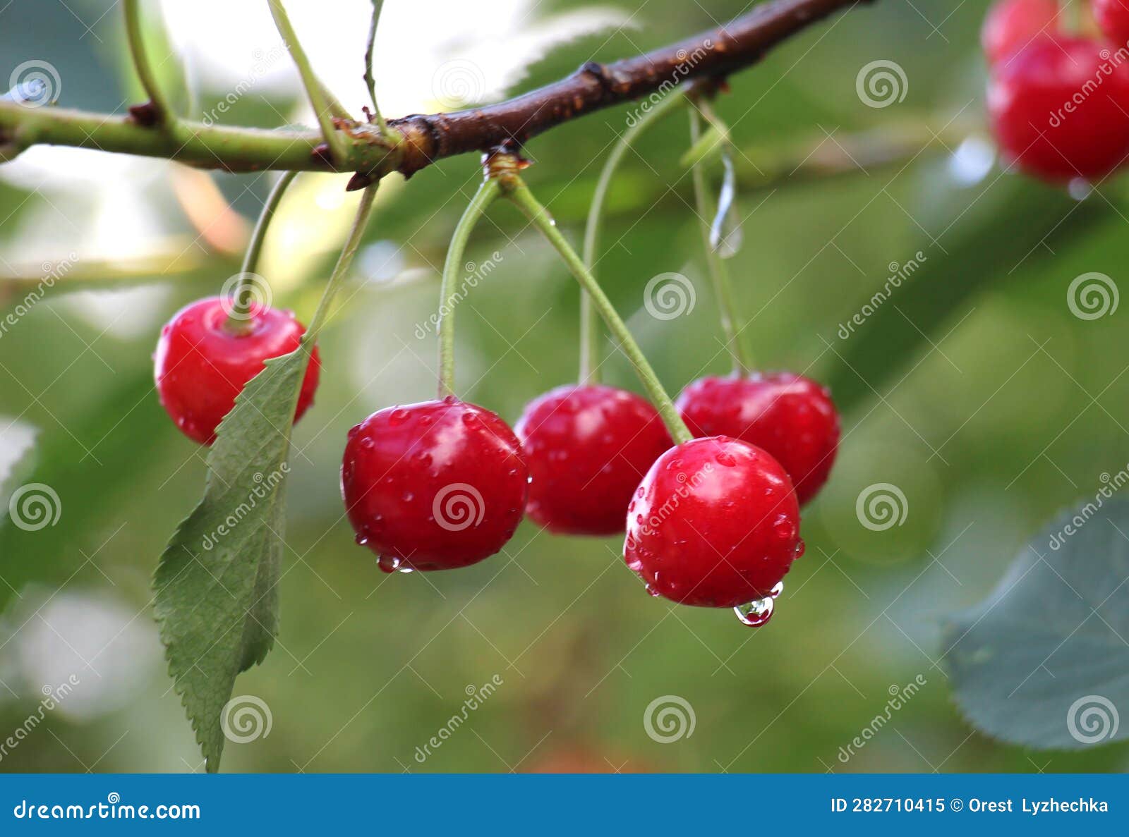 Cherry Fruits Ripen on a Tree Branch Stock Image Image of cherries, healthy 282710415