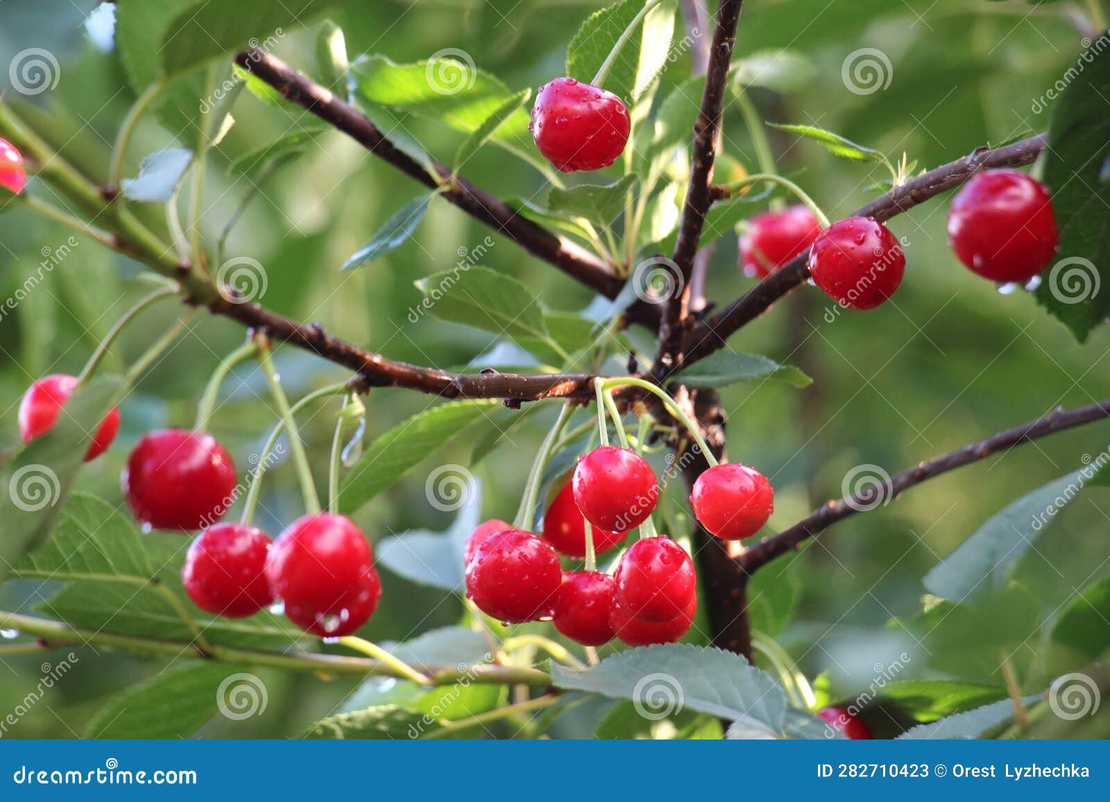 Cherry Fruits Ripen on a Tree Branch Stock Image Image of food, nature 282710423