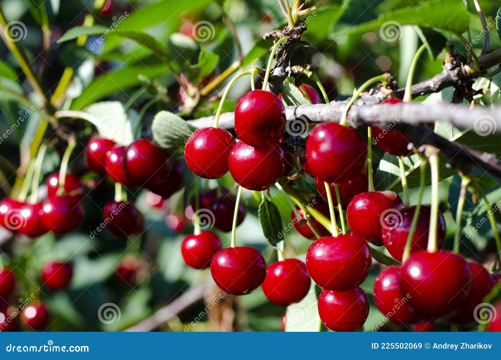 Cherry Fruits on the Tree. the Cherry Orchard. Summer. Stock Image