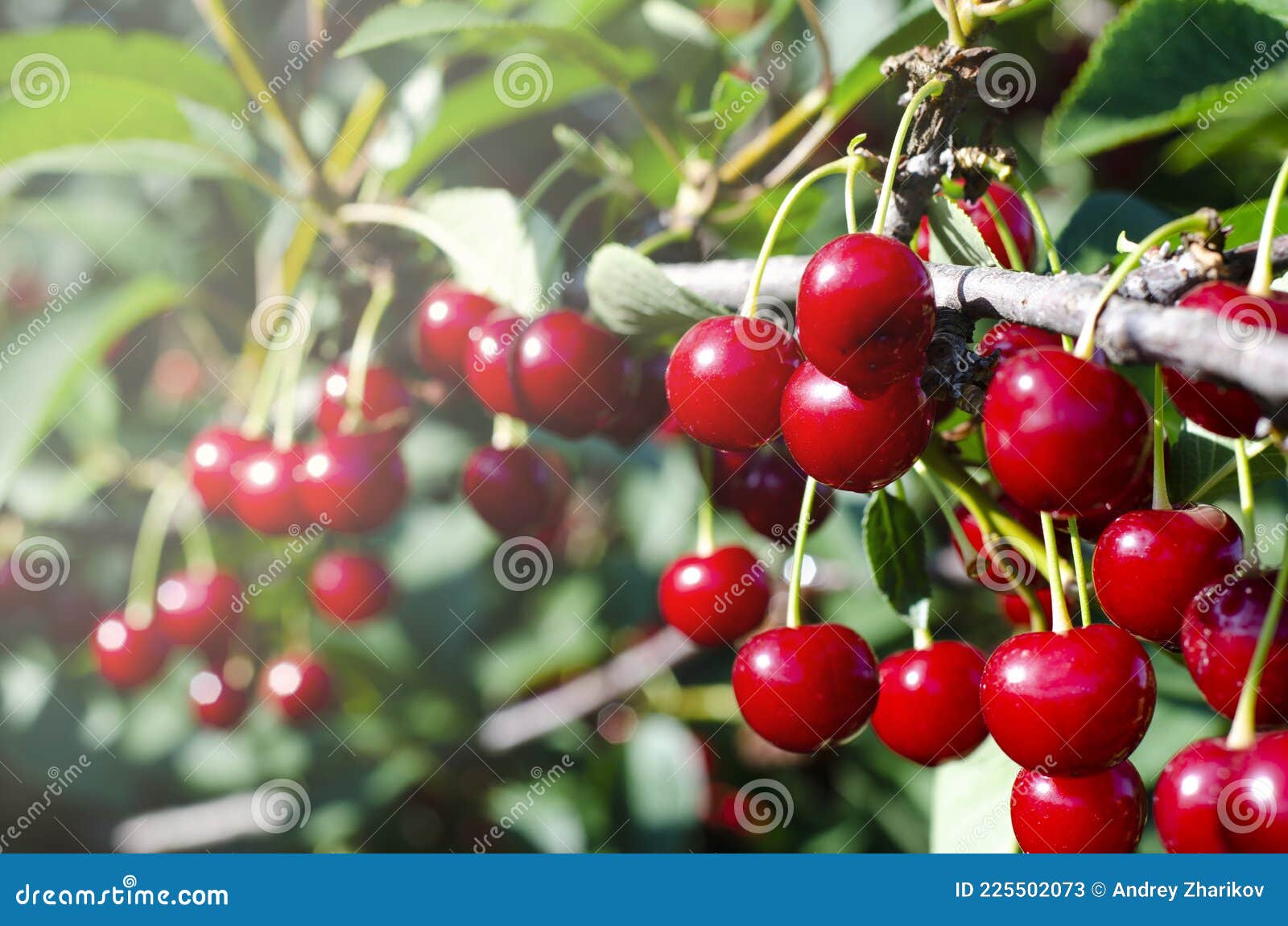 Cherry Fruits on the Tree. the Cherry Orchard. Summer. Stock Image