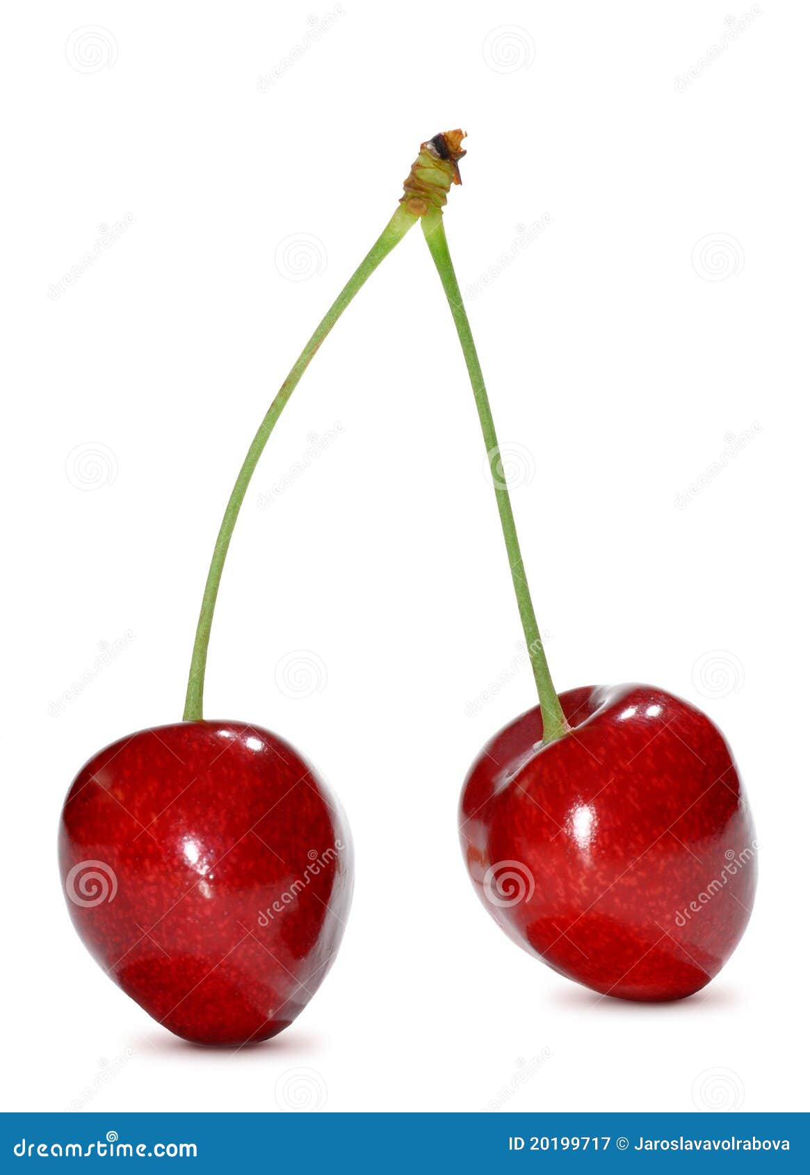 Cherry isolated on white stock image. Image of shiny - 20199717