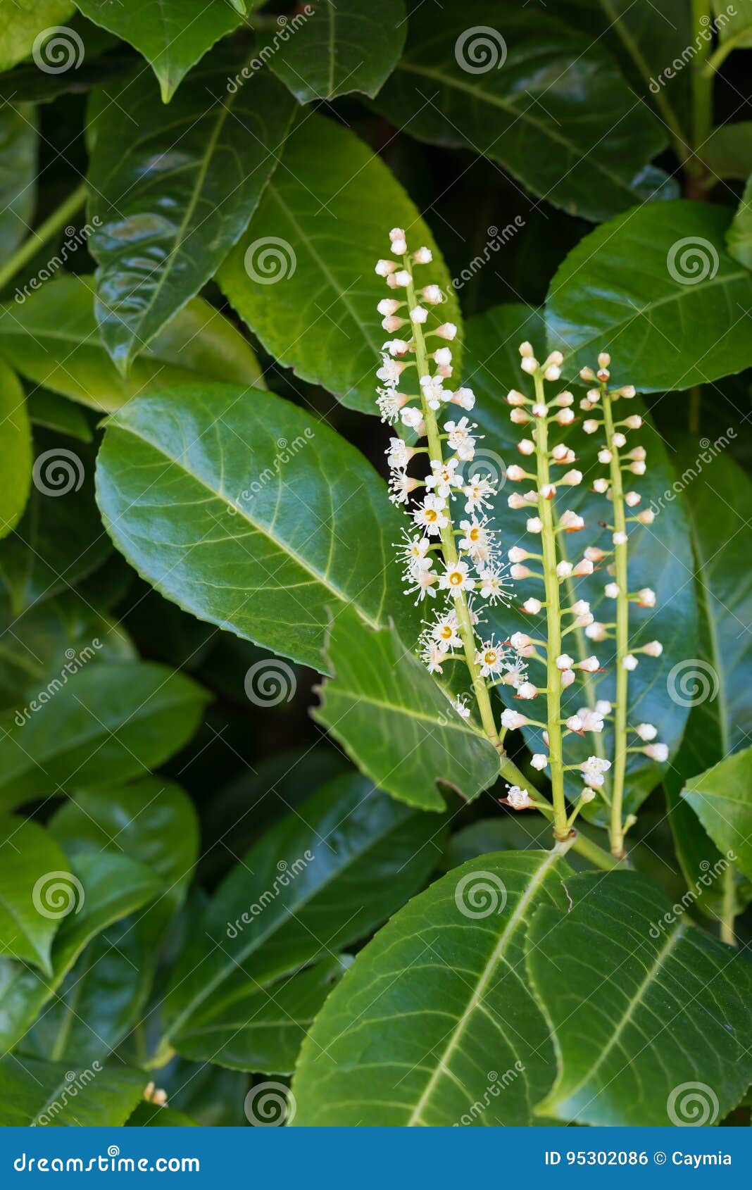cherry laurel flowers and leaves. common hedging plant.