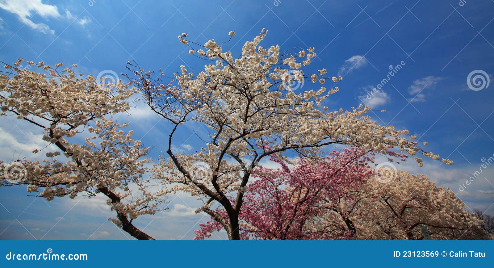 Cherry and Magnolia Blossoms in Spring Stock Image Image of nature
