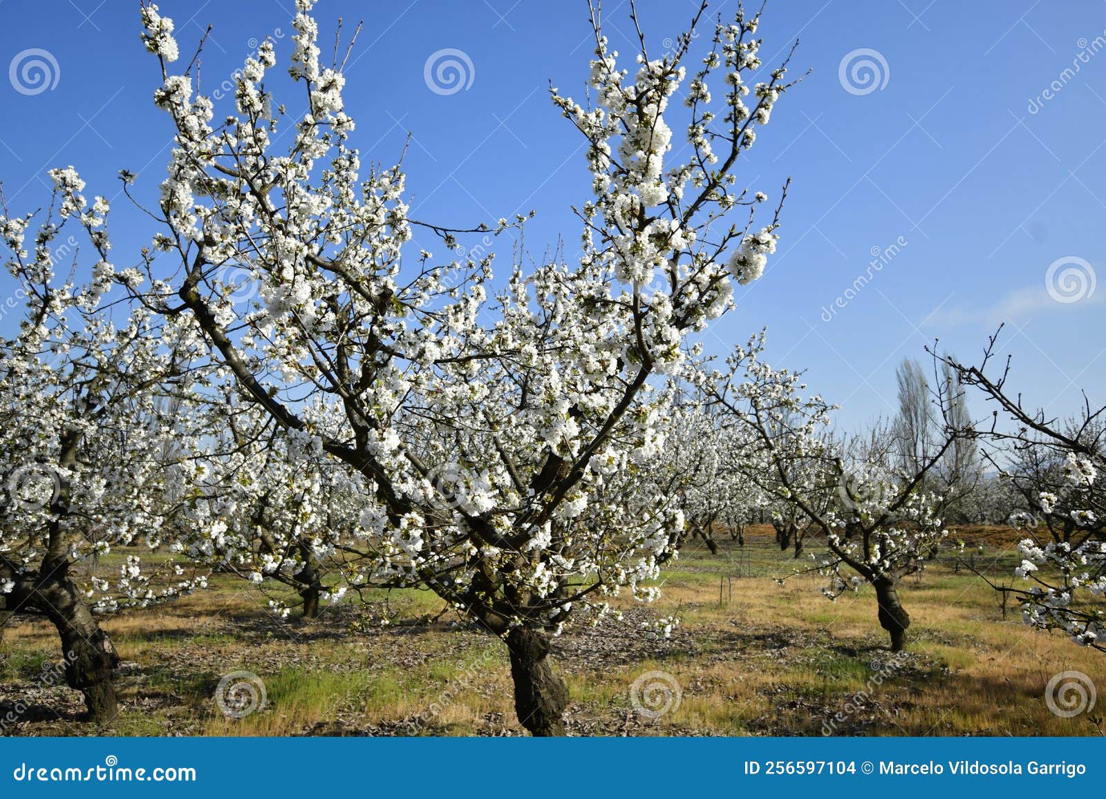 rural landscape of an orchard of cherry blossom trees. in spring