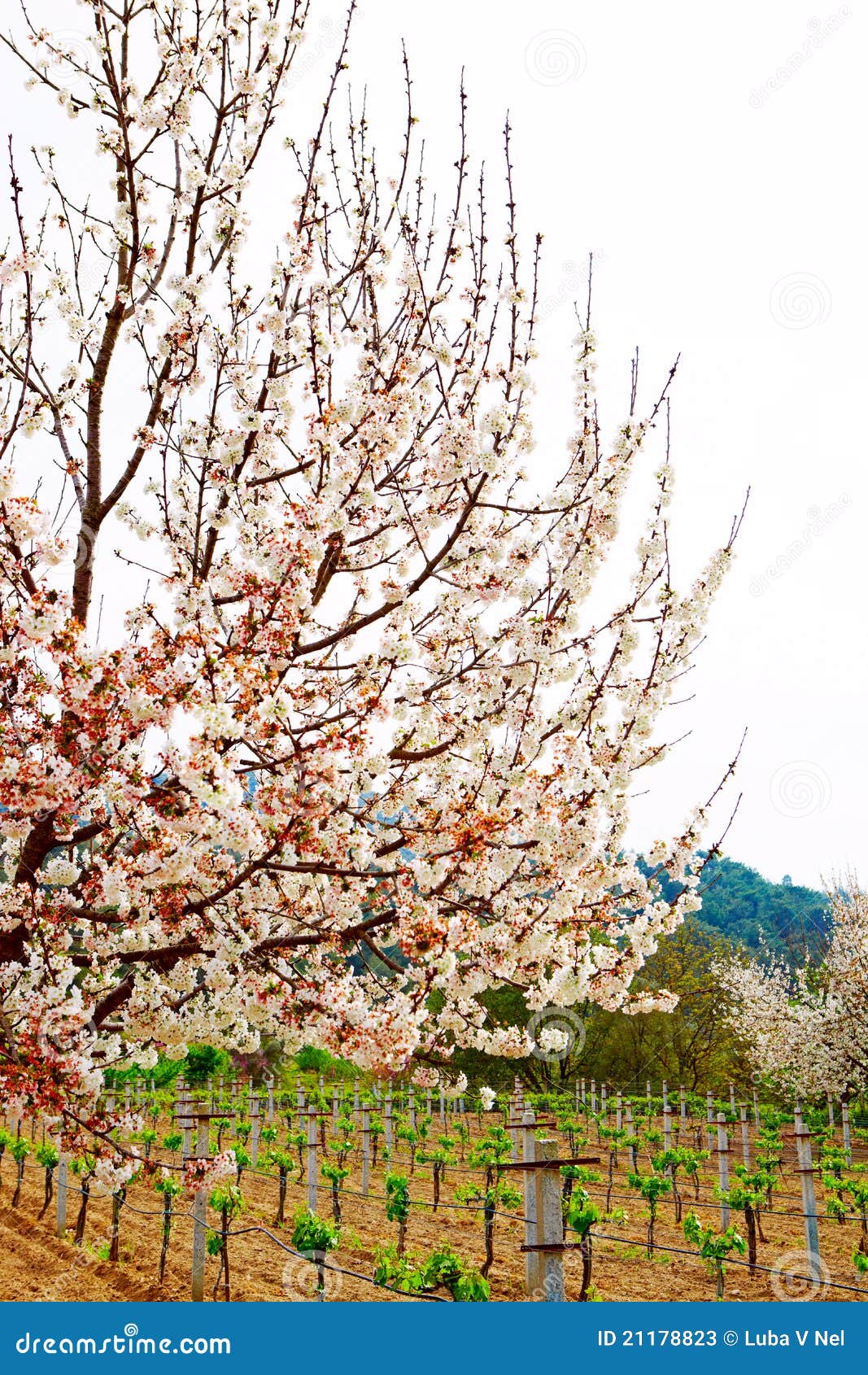 Cherry Orchard in Kirazli, Turkey Stock Image Image of botanical