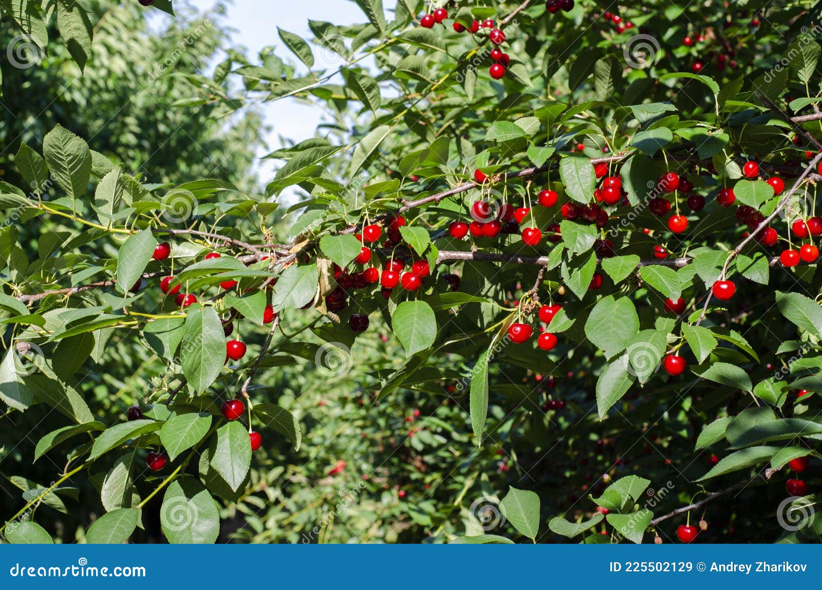 Cherry Fruits on the Tree. the Cherry Orchard. Summer. Stock Image