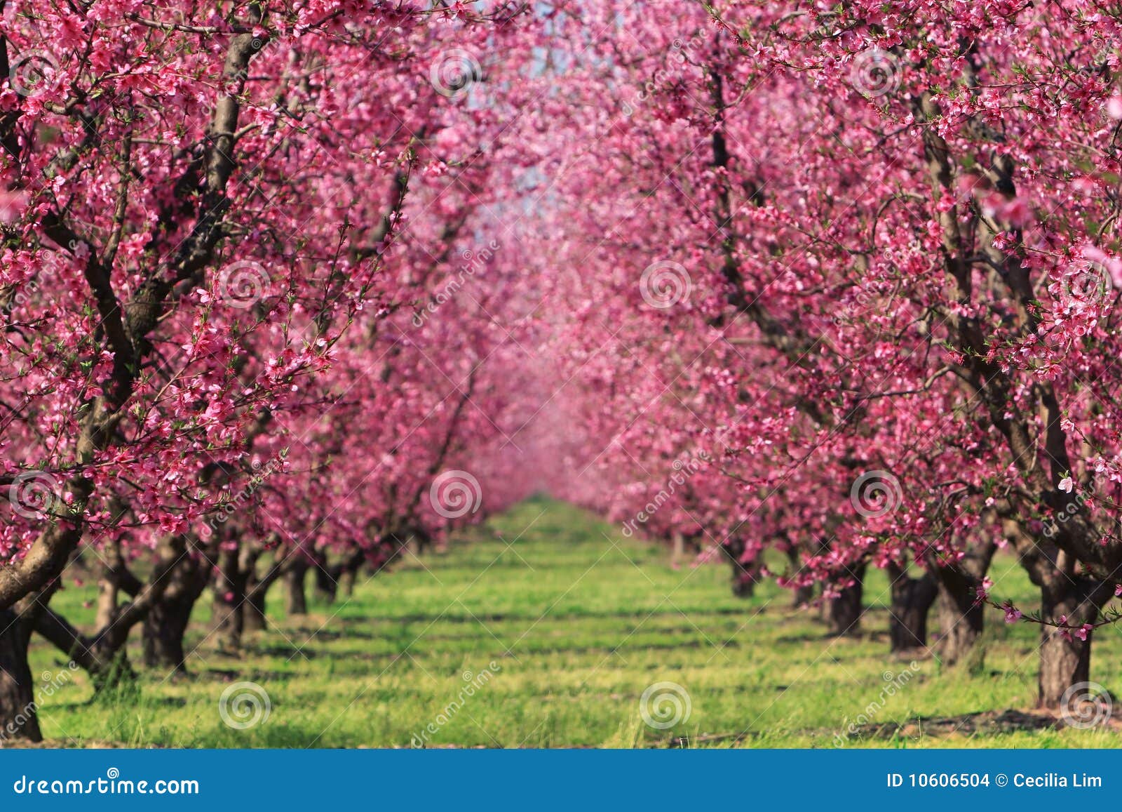 cherry orchard in spring