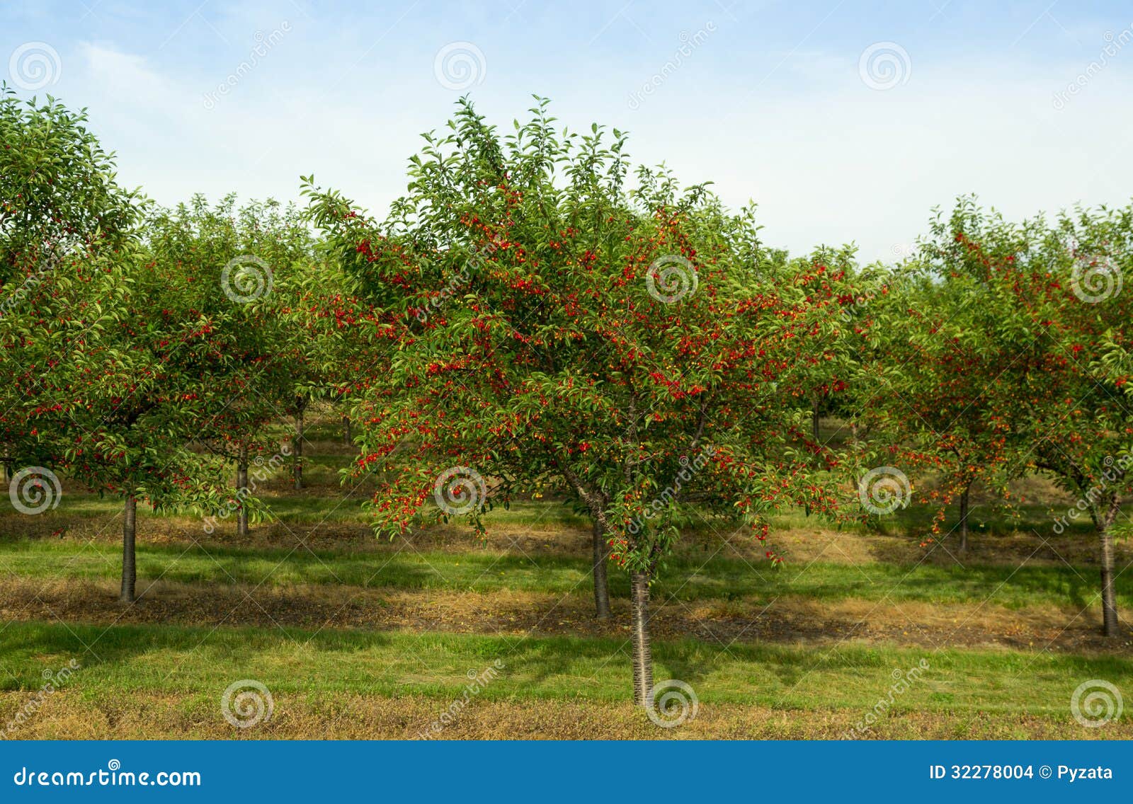 Cherry orchard stock photo. Image of light, natural, ripe 32278004