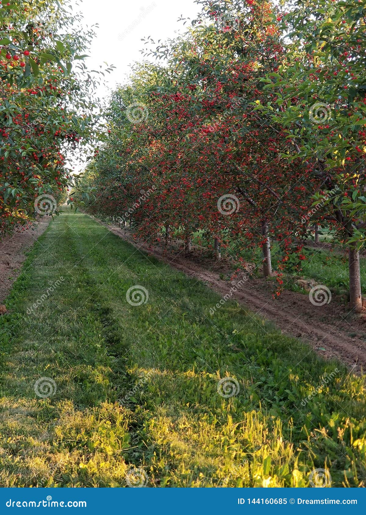 Cherry Orchards stock image. Image of orchards, summer 144160685