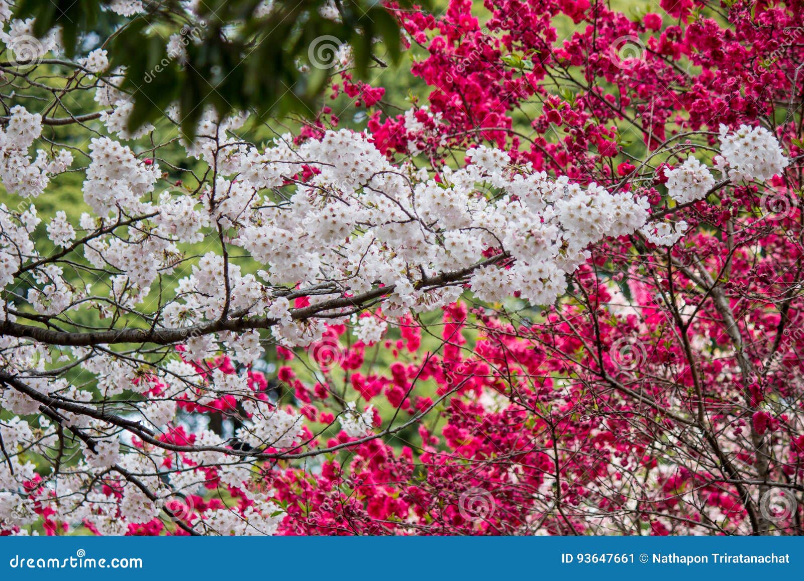 Cherry And Peach Blossoms At Shinjuku Gyoen Tokyo Japan Stock Image cherry-and-peach-blossoms-at-shinjuku-gyoen-tokyo-japan-stock-image