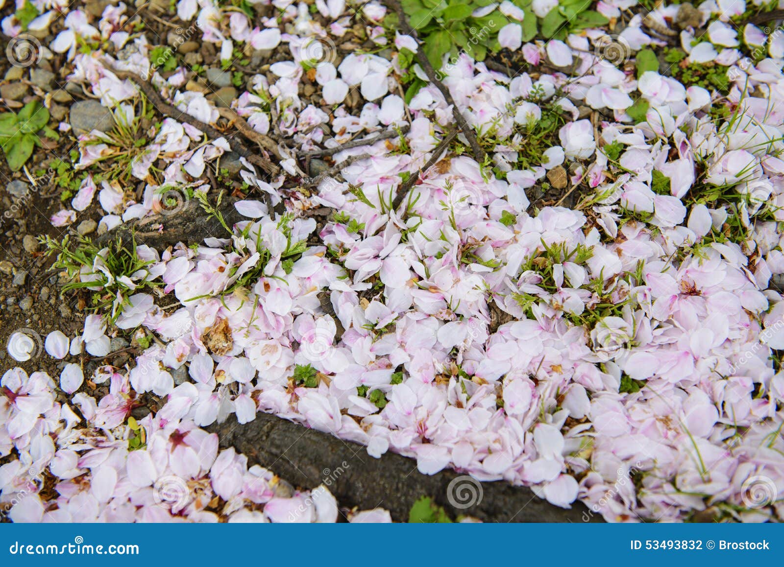 Cherry petals on grass stock photo. Image of cherry, backgrounds 53493832