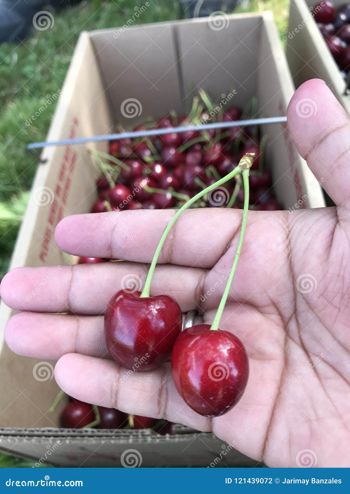 Double Cherries stock photo. Image of cherries, cherry 121439072