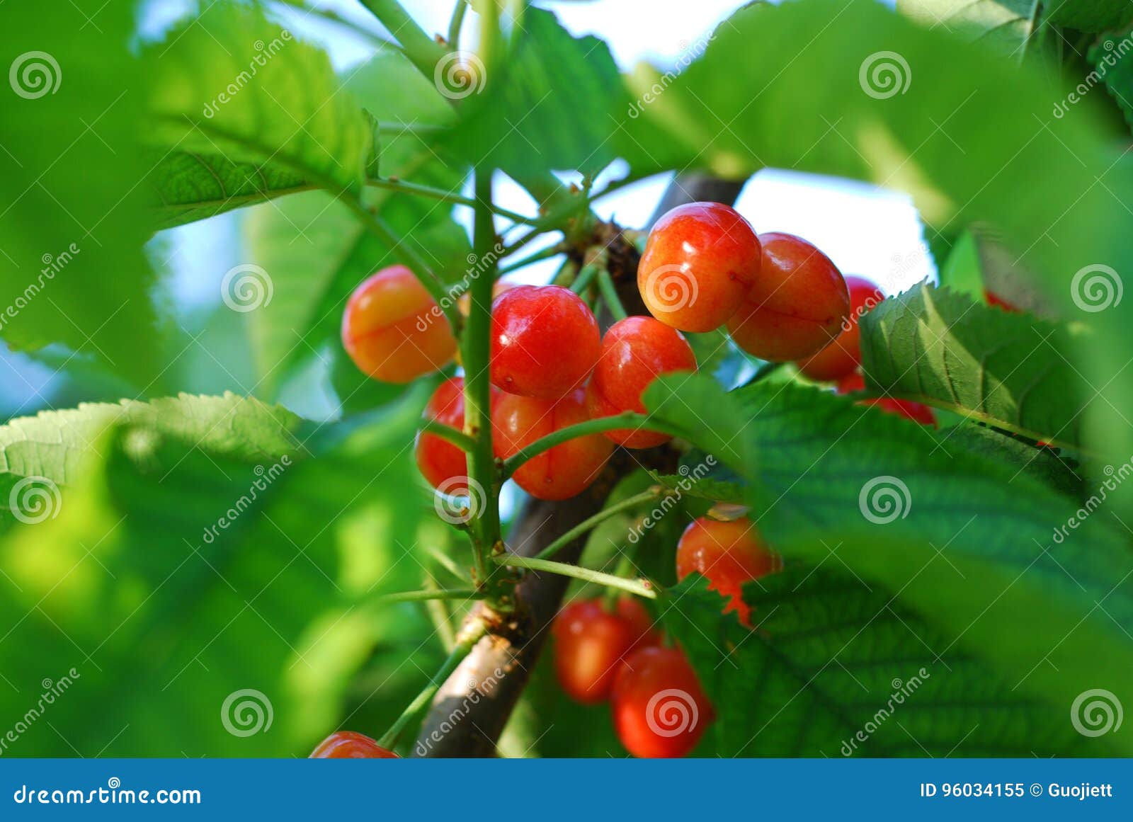 Cherry stock image. Image of healthy, cherry, sour, fresh 96034155