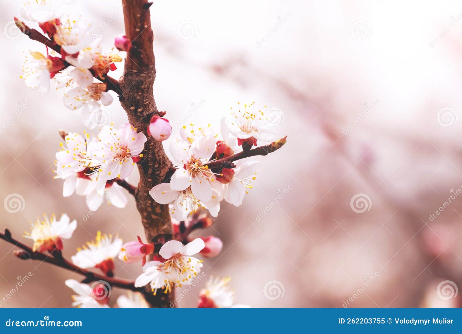 Cherry Plum Blossoms. Pink Cherry Plum Blossoms on a Tree Stock Image