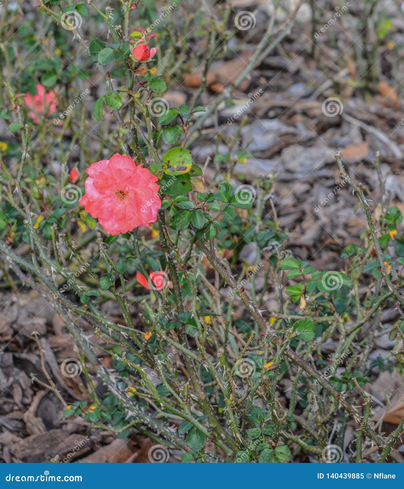 cherry red knock out rose, nocatee, st johns county, florida, usa