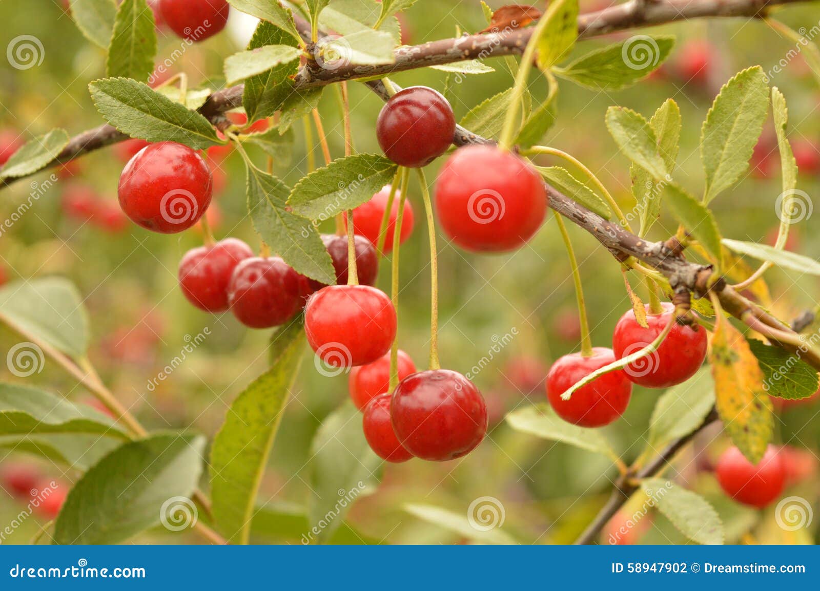 Cherry ripe stock photo. Image of cherries, garden, tasty 58947902