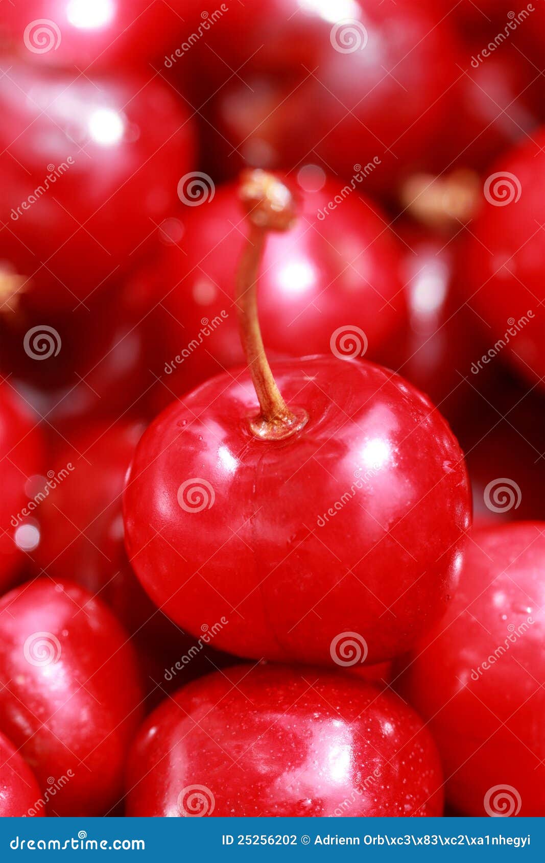 Cherry selection. Bunch of fresh, juicy, ripe cherries