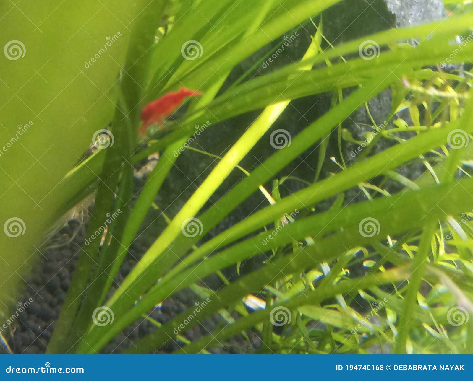 Cherry Shrimp in Planted Aquarium Stock Photo Image of high, plant