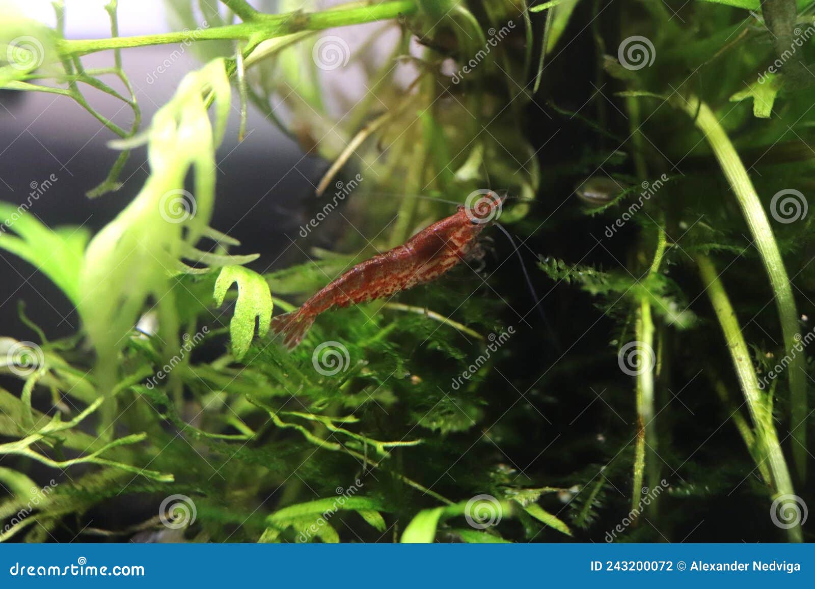 Cherry Shrimp in the Vast Green of Algae. Stock Photo Image of shrimp