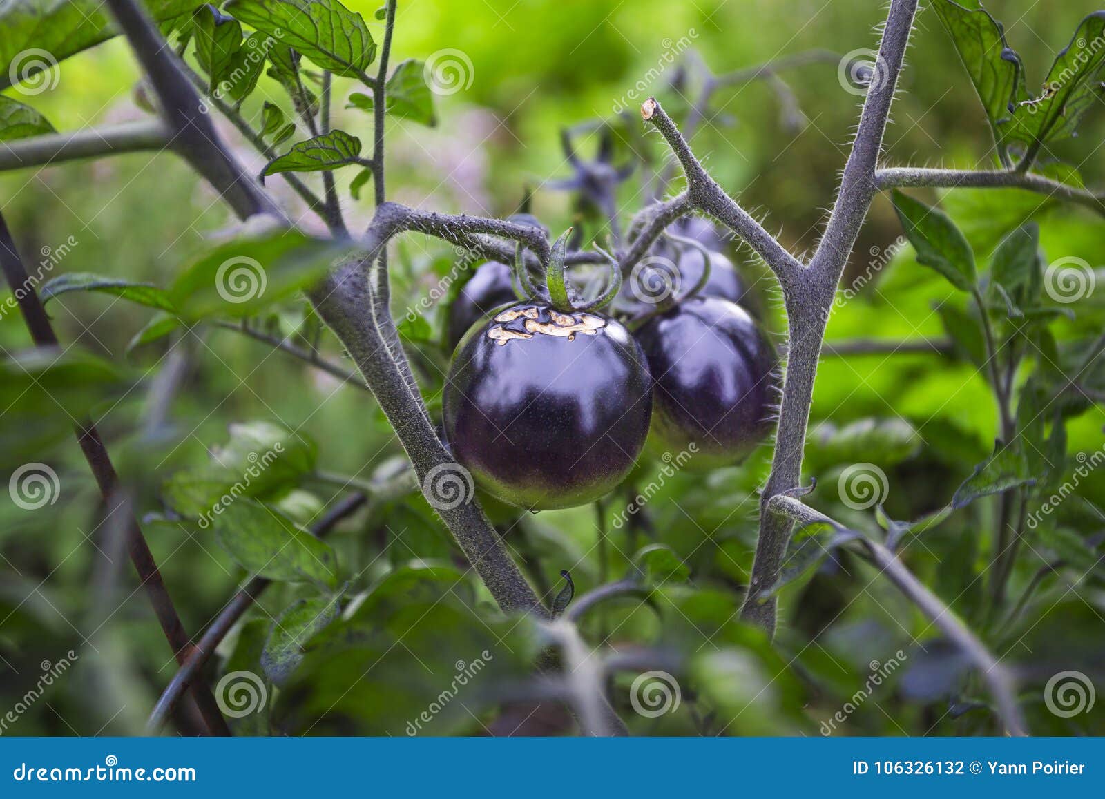 Small black tomato stock photo. Image of food, indigo 106326132