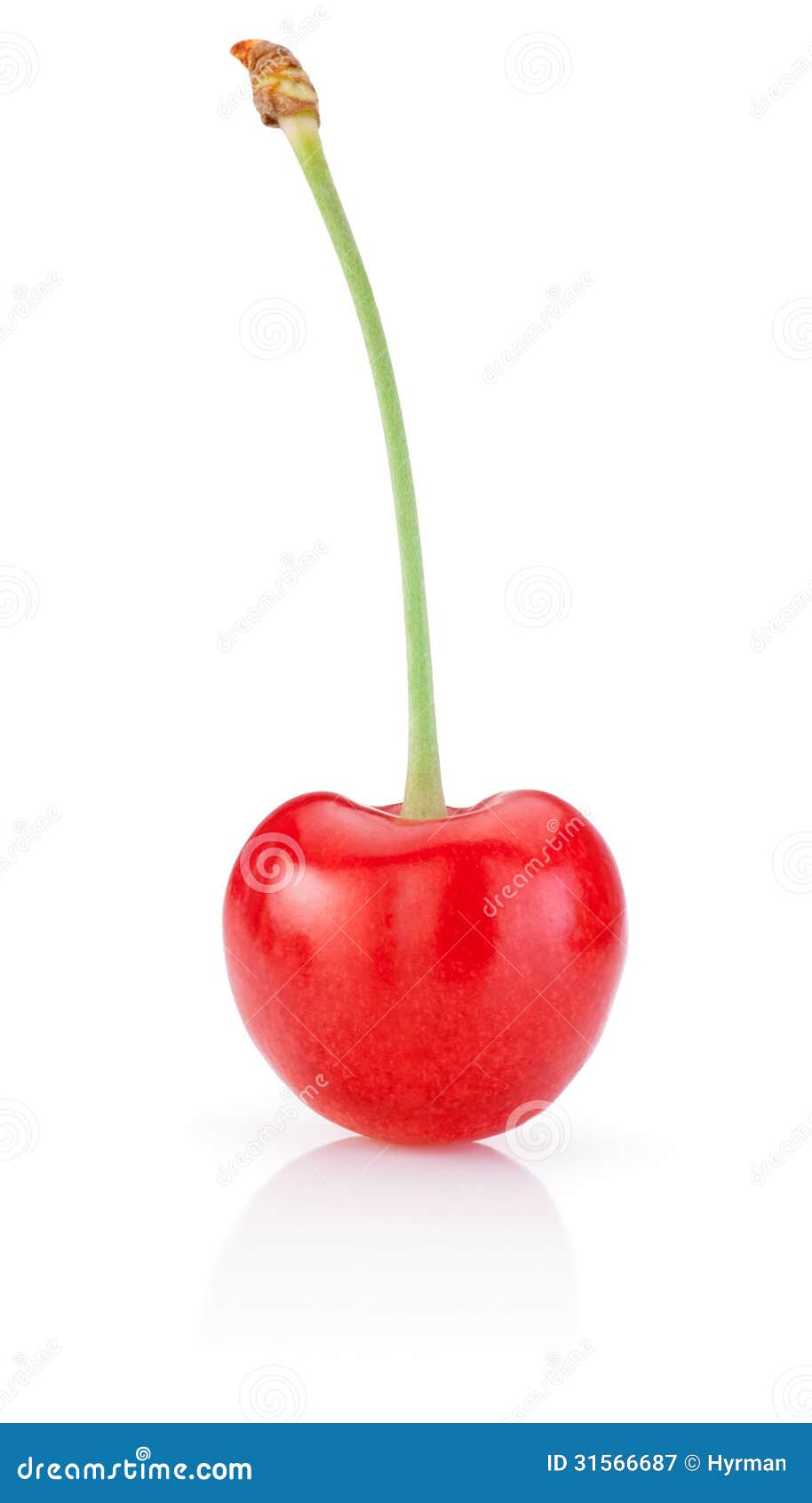 Cherry With Stem On White Background Stock Image Image 31566687